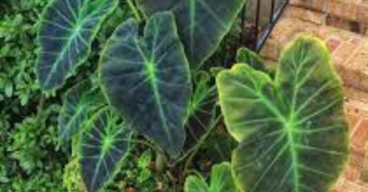 Elephant Ear Plant