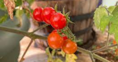 Why Does The Public Not Know Much About Everglades Tomatoes
